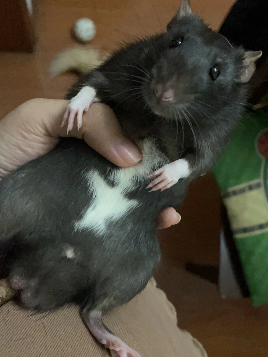 黑色的花枝鼠长得很憨憨