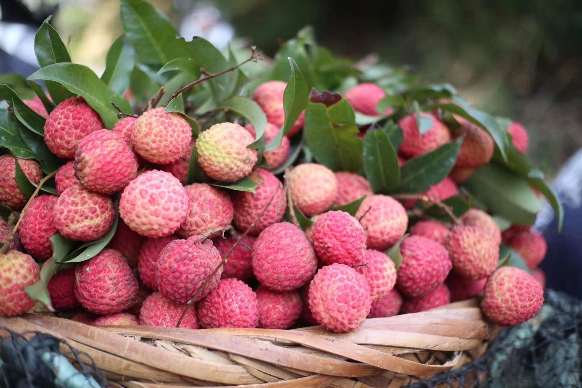 冷冻一年的荔枝味道怎么样?