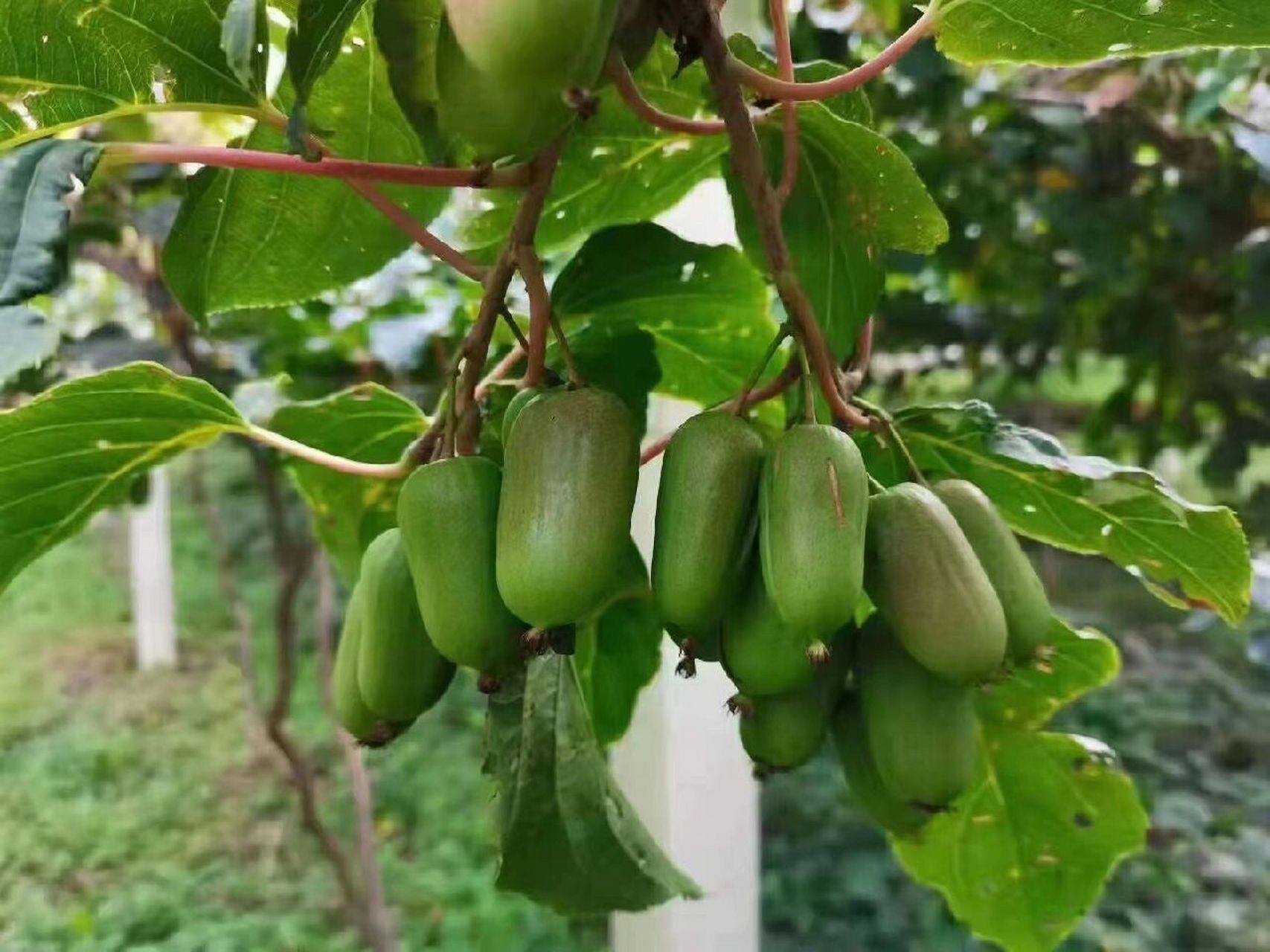 软枣猕猴桃还有这样的功效71好吃且高营养 近些年家乡特产软枣