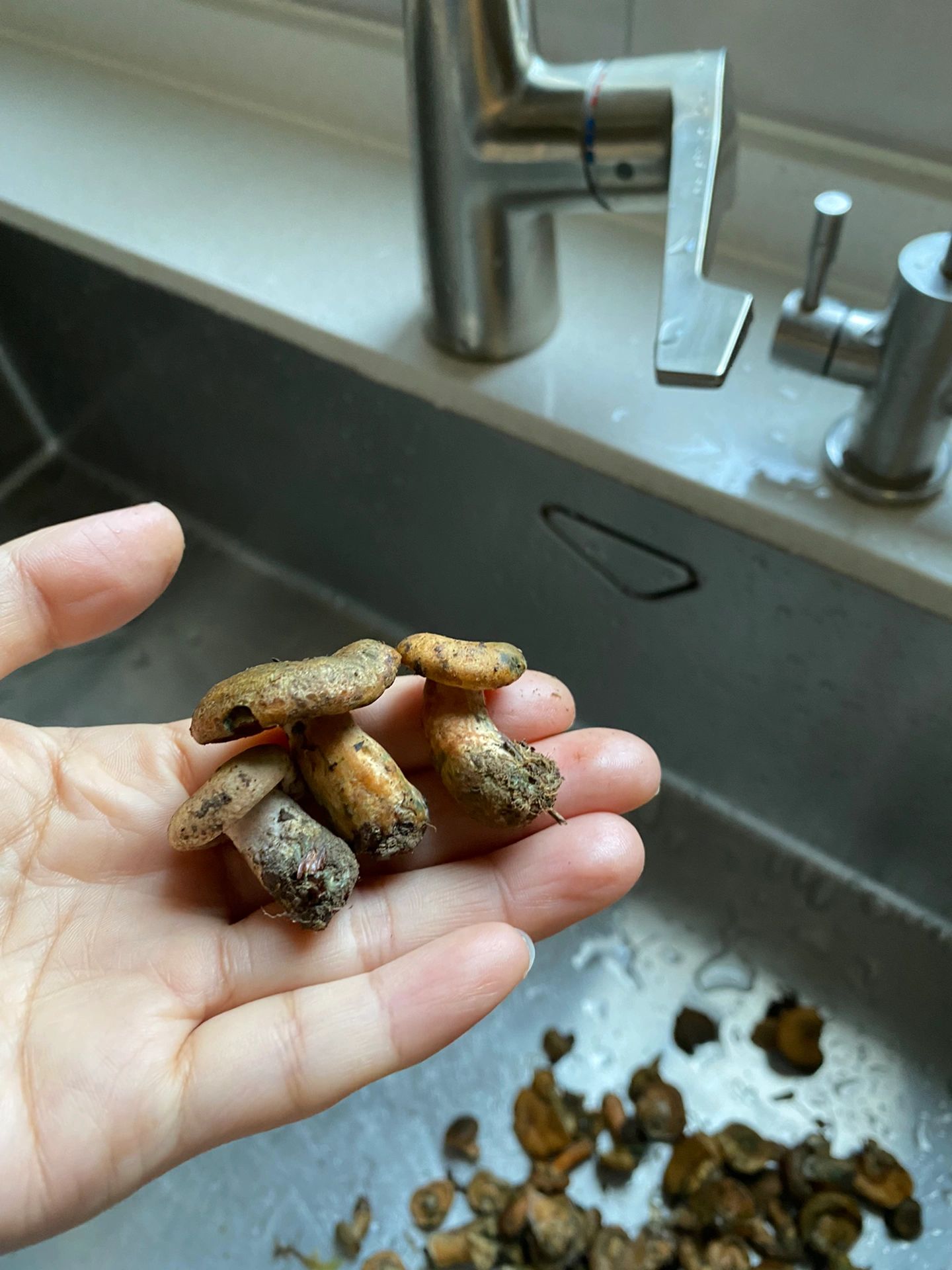 常熟特产蕈油 常熟虞山上的松树蕈,又称雁来蕈.