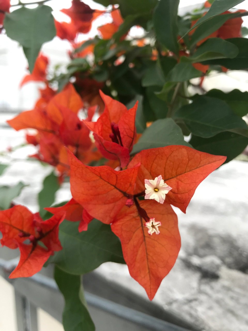 春天赏花|热火桑巴三角梅 喜欢热火桑巴尖尖且舒展的花瓣,尤其喜欢它