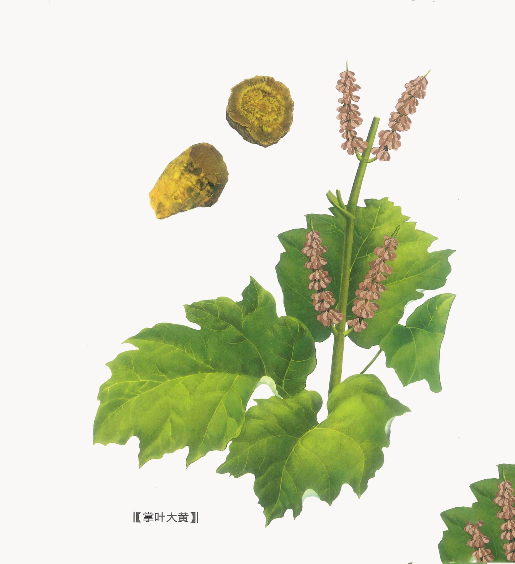 91每天学习一味中药——大黄