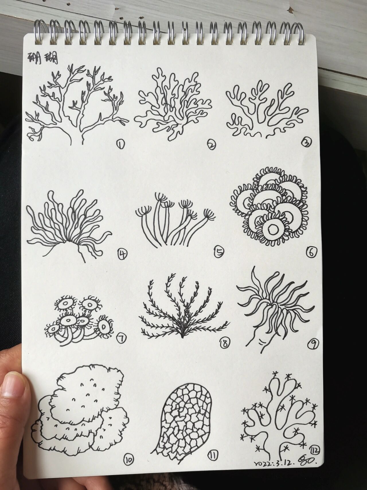 12种珊瑚的简笔画画法