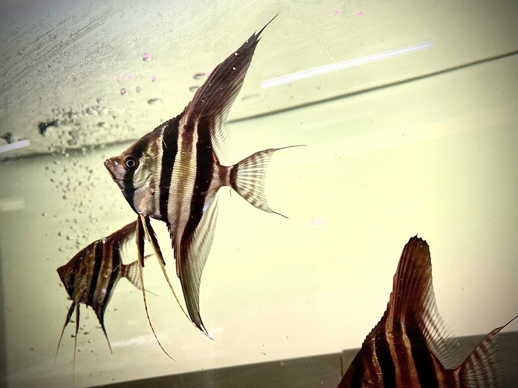 埃及神仙鱼 埃及神仙鱼,中文学名为神仙鱼(altum angelfish),又名横纹
