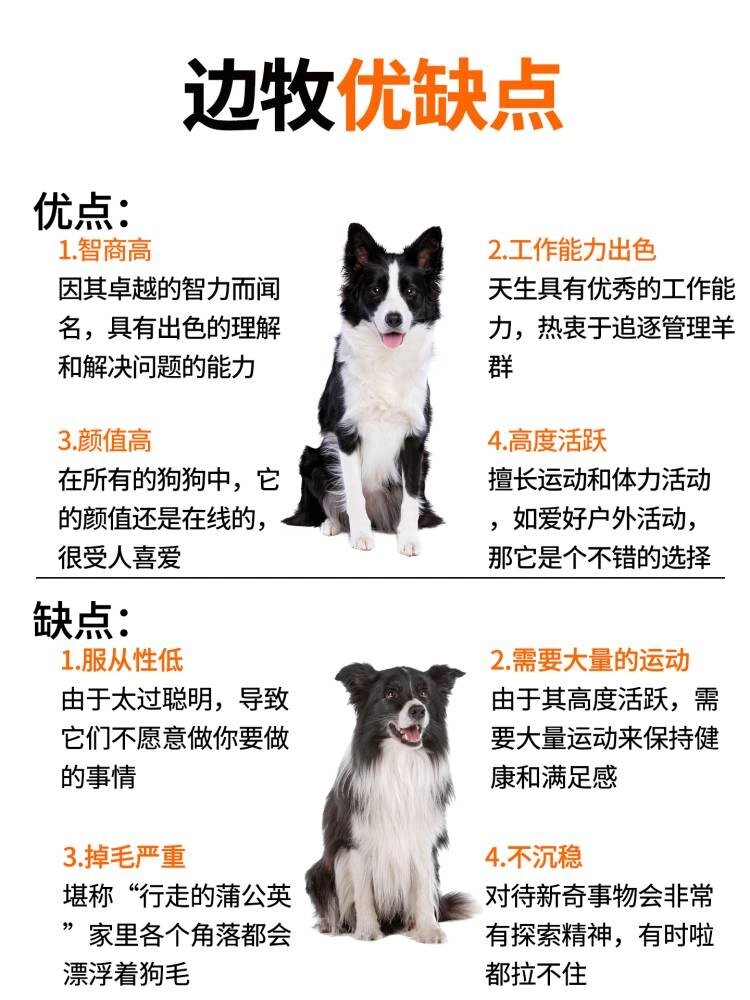 每天认识一只狗狗:边牧篇