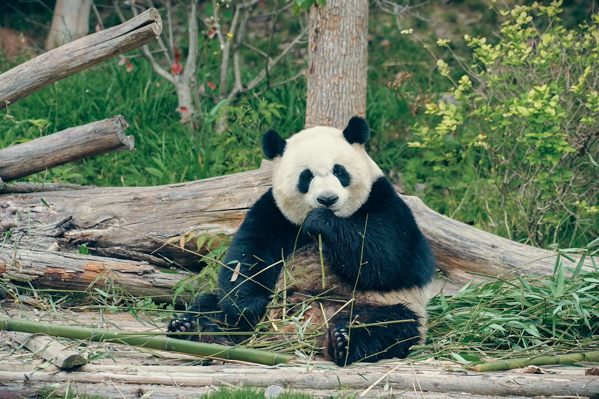 周末看熊猫基地女明星花花攻略 大熊猫是国宝,而花花是熊猫基地中的网