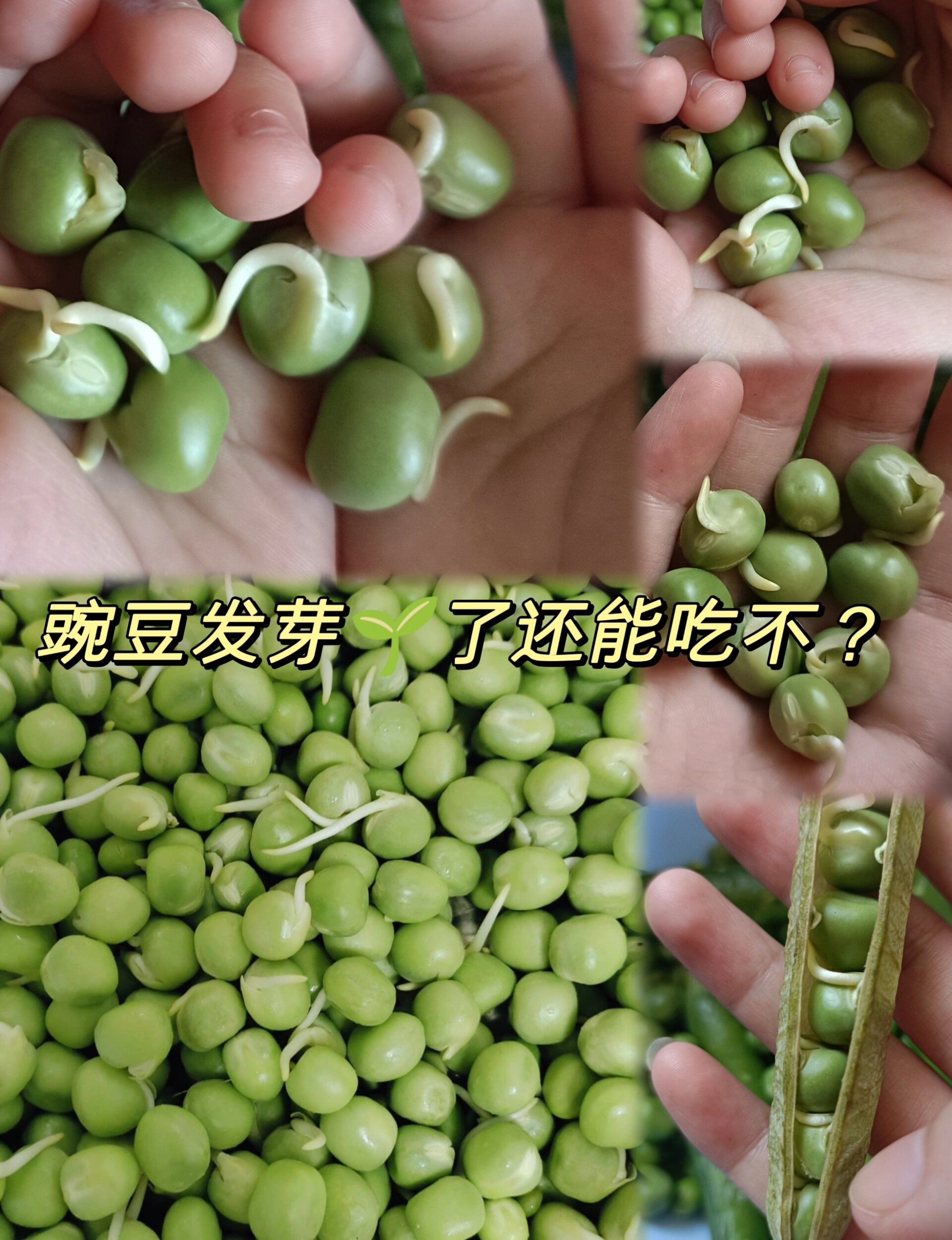 豌豆发芽了还能吃不?百度说,不能吃,那为什么豆芽又可以呢?