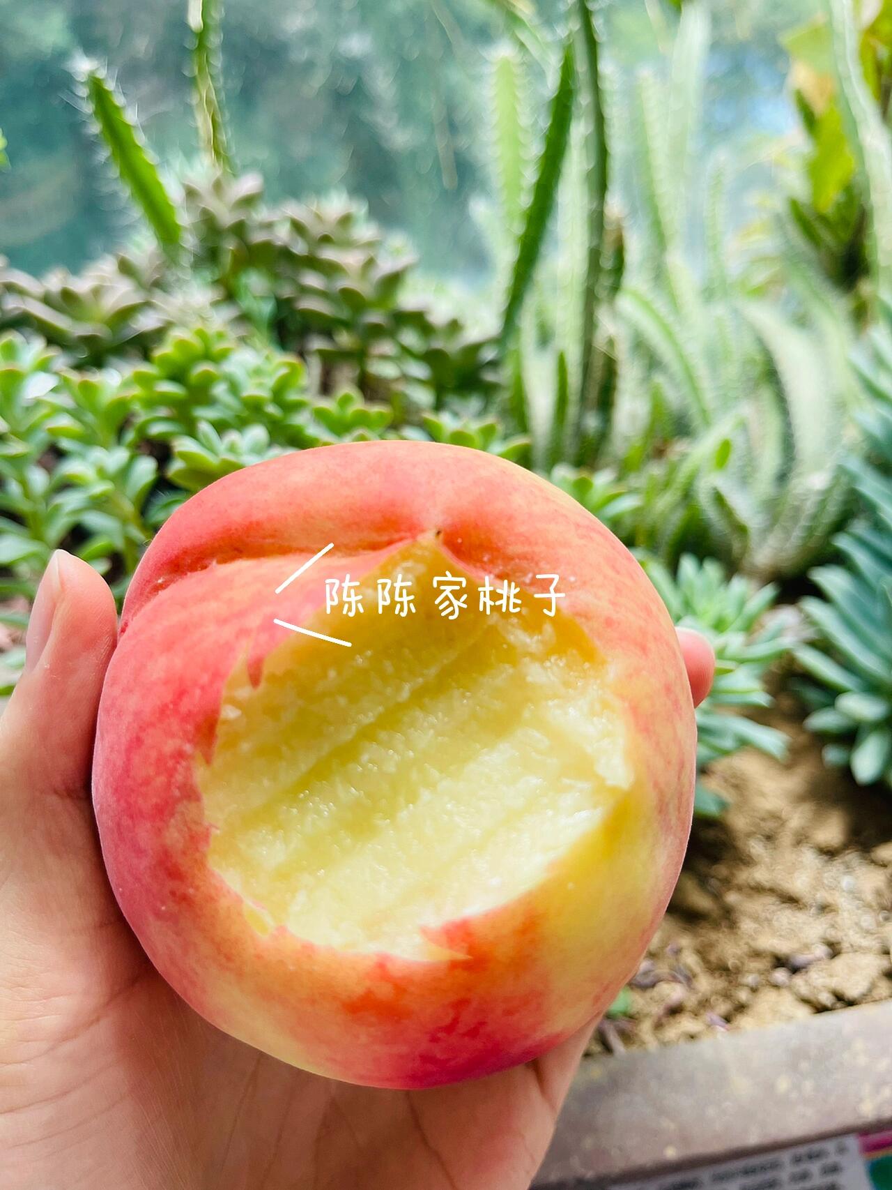 平谷大桃 9号 水蜜桃