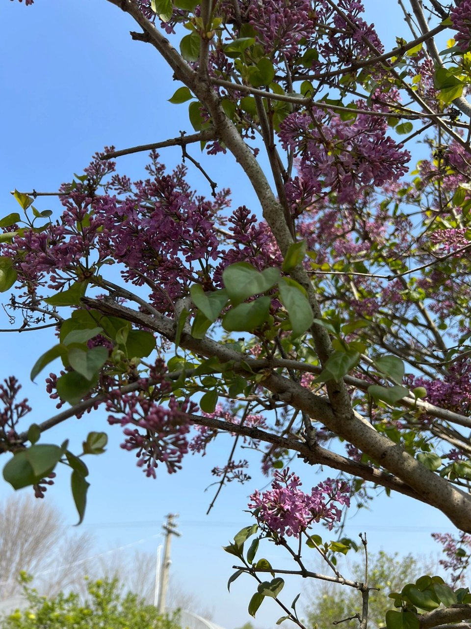 一棵比较好的品种丁香树,花色艳丽 颜色深,花穗长