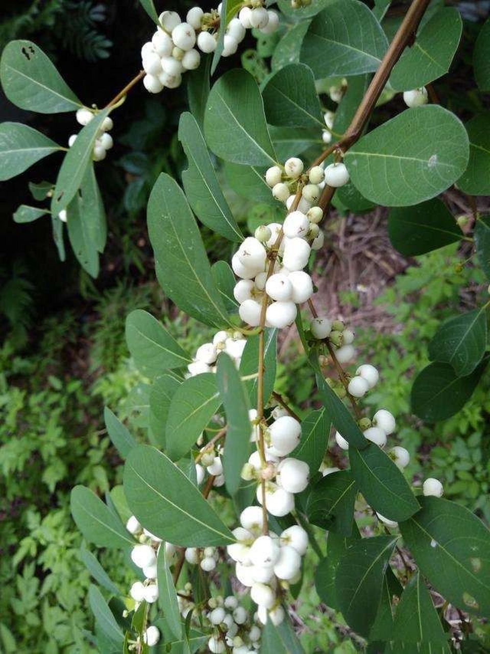 鱼眼木～白饭树 白饭树是大戟科白饭树属灌木.