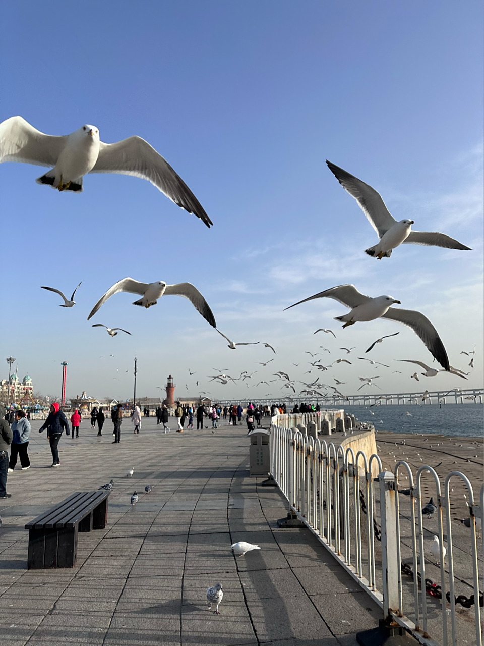大连|星海广场强推喂海鸥真的超级好玩又好 人生第一次喂海鸥初体验