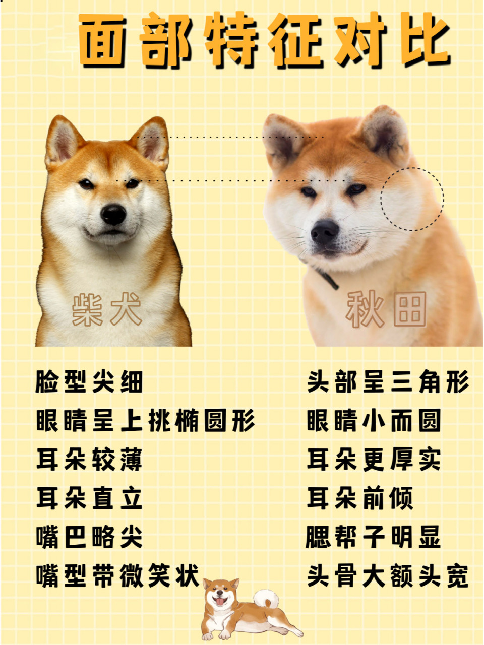 柴犬是秋田犬631551566招教你分别 大家科普一下秋田和柴犬