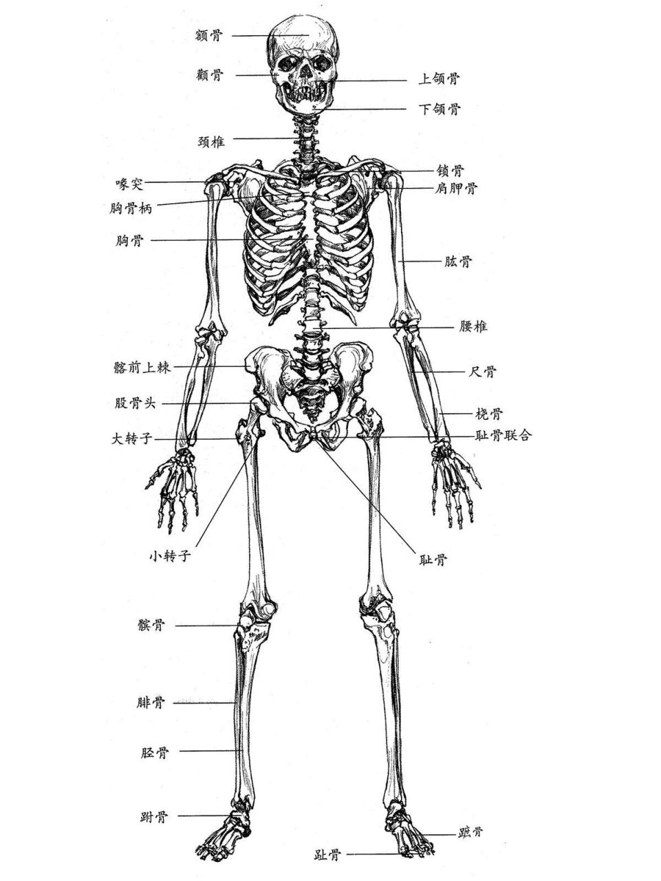 人体骨骼肌构造示意图图片