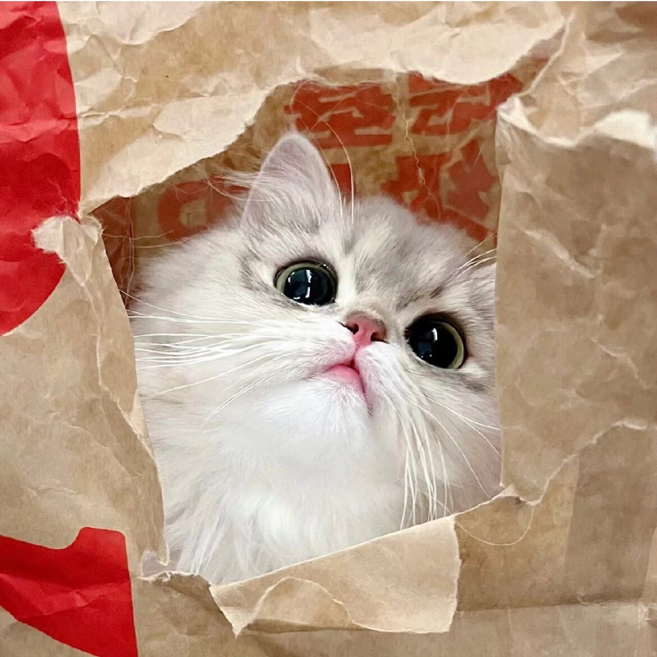 麦门和kfc忠实信徒集合来领猫猫狗狗头像! 你更喜欢麦当劳还是kfc