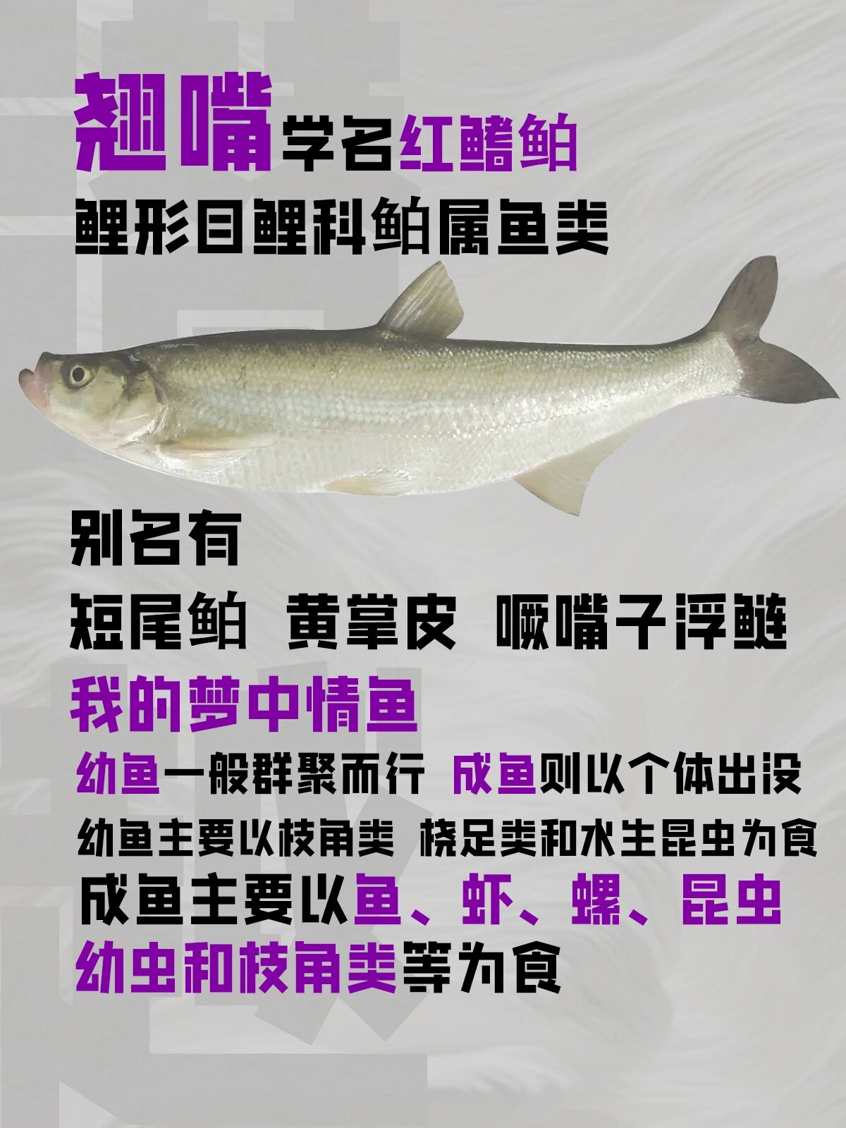 国内路亚淡水鱼种第三弹,翘嘴