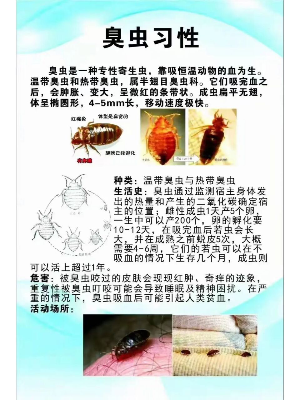 臭虫的习性 臭虫 #臭虫#0202#灭臭虫#0202#虫虫战队