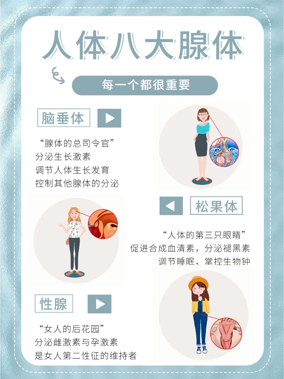 科普人體八大腺體,健康明明這麼簡單9215 8215尼爾醫康美61