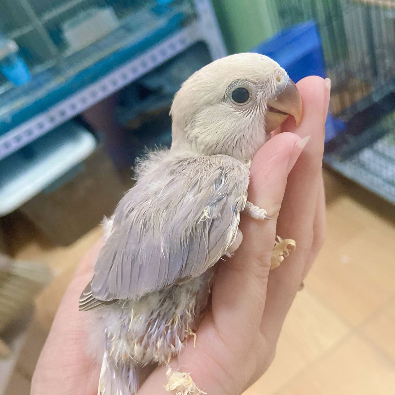 紫薰牡丹鹦鹉 半毛可爱亲人 软萌软萌 易推倒 长大像小狗一样粘着你