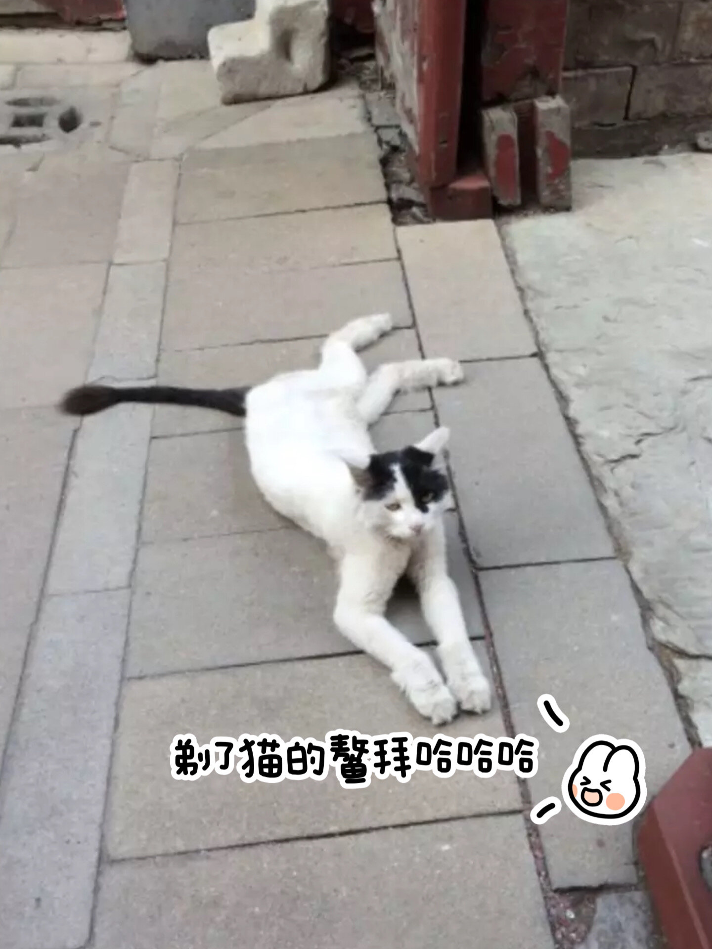 鳌拜猫故宫图片