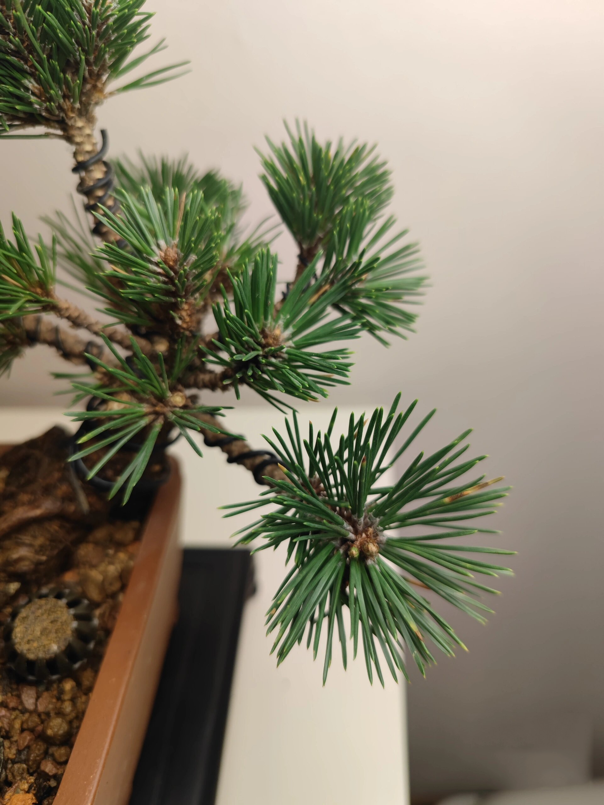 寿的变异品种【千寿丸黑松】 【短针千寿丸黑松】  千寿丸黑松简称千