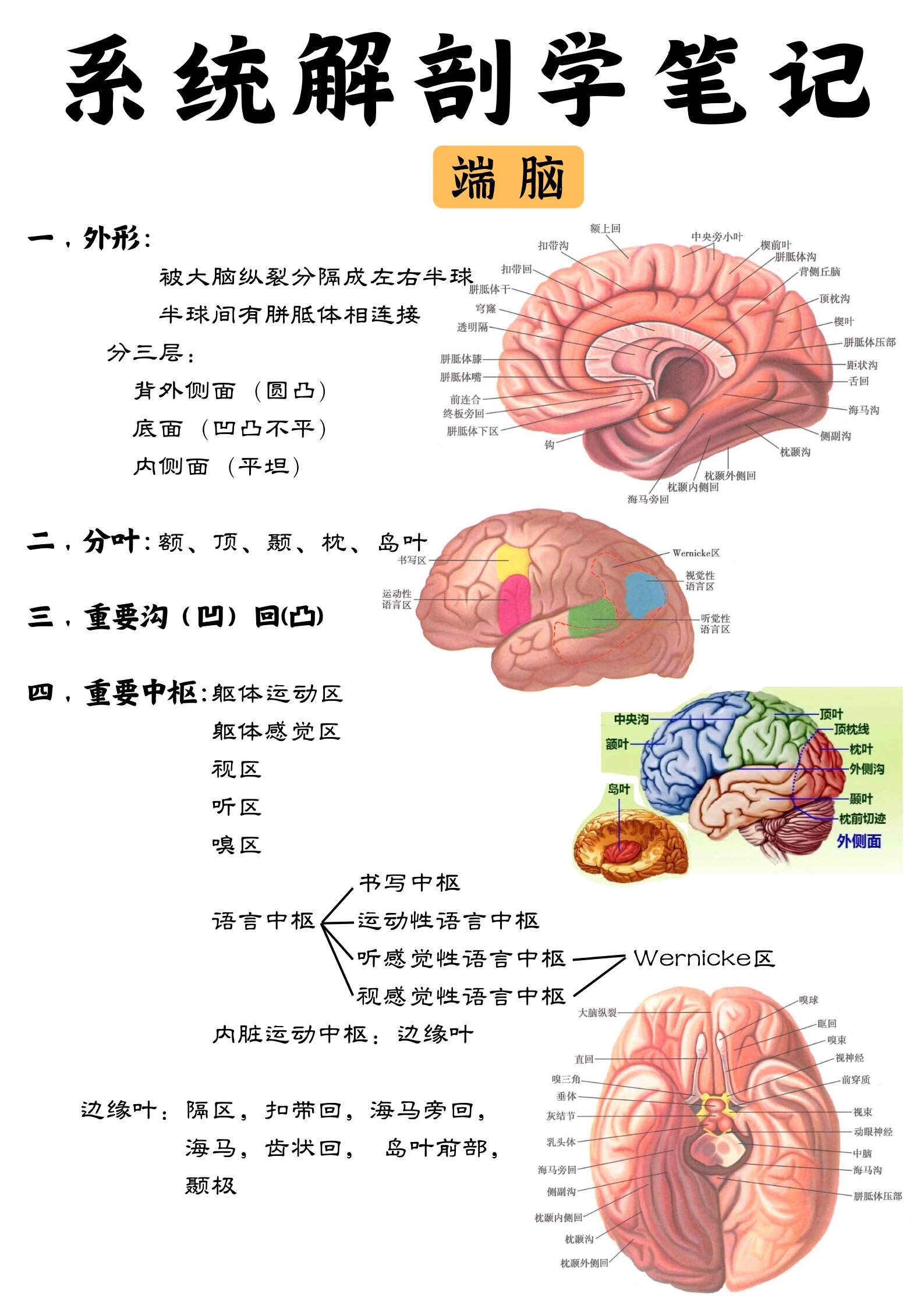 学习打卡‖系统解剖学day37(端脑) 滴