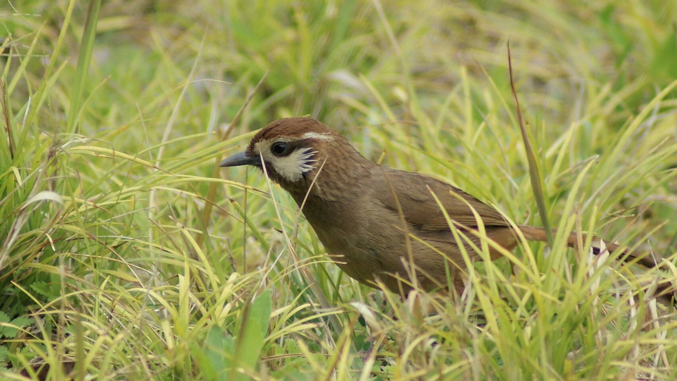 单方面宣布土画眉就是最可爱的