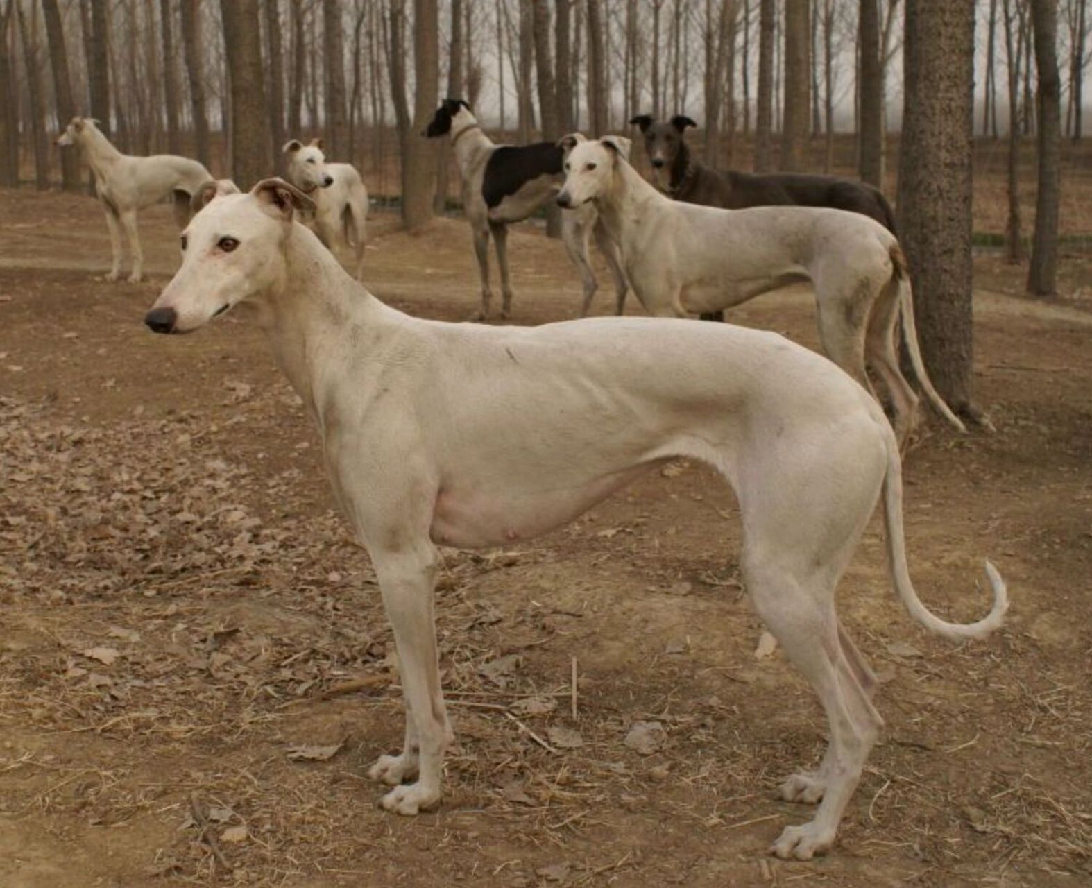 中华田园细犬 哮天图片