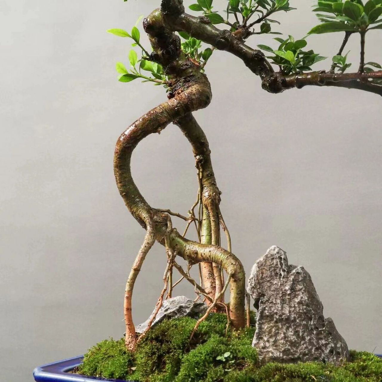 老桩栀子花盆景,美如画欢迎观赏! 老桩栀子花盆景,美如画欢迎观赏!