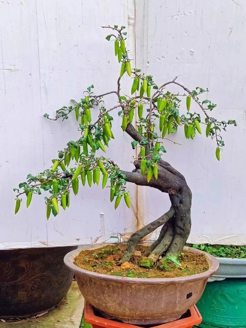 梦之雫金弹子 梦之雫金弹子