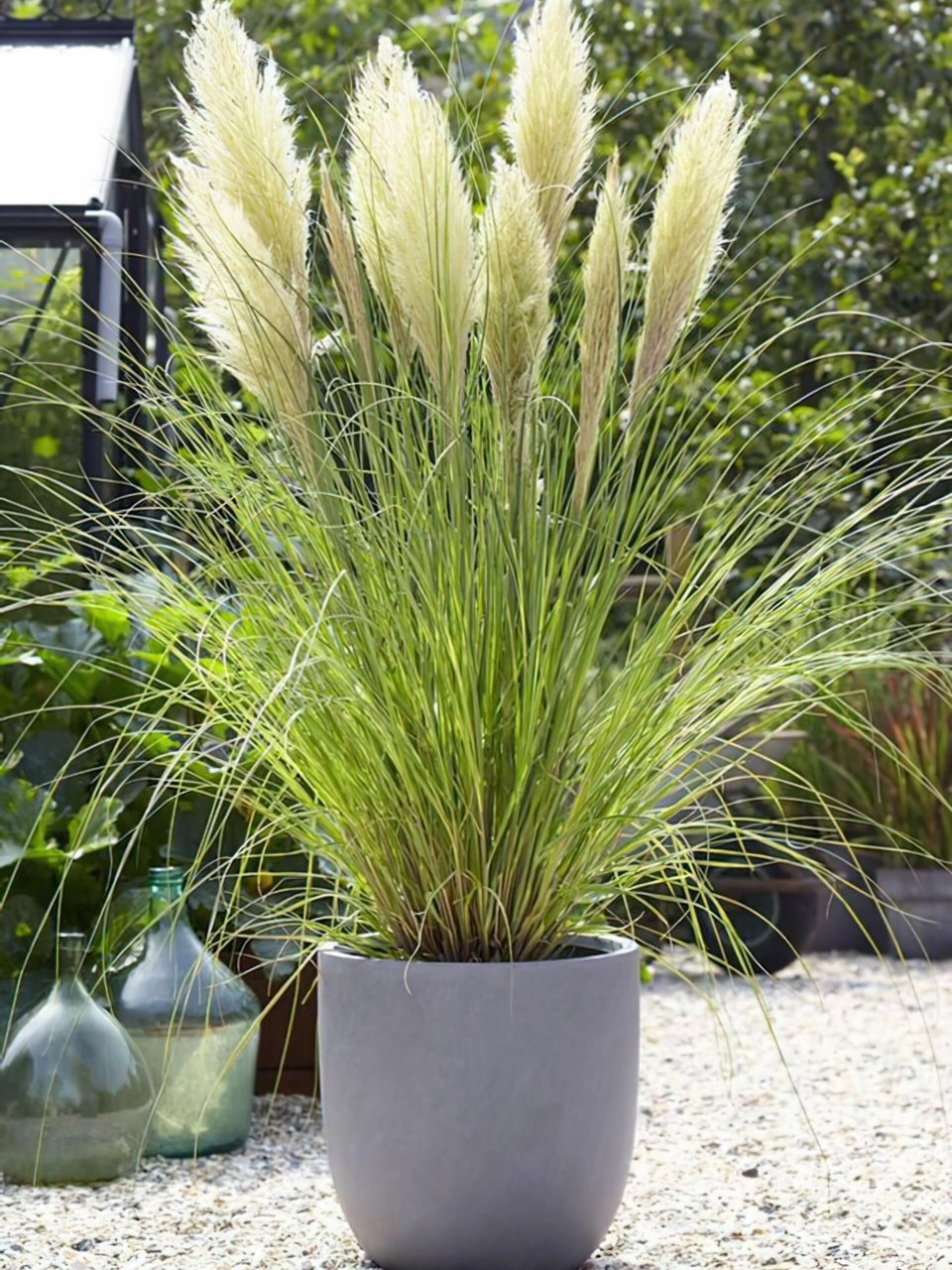 蒲苇|省心的庭院植物之选 对于那些热爱绿植却担心照顾难度的人来说