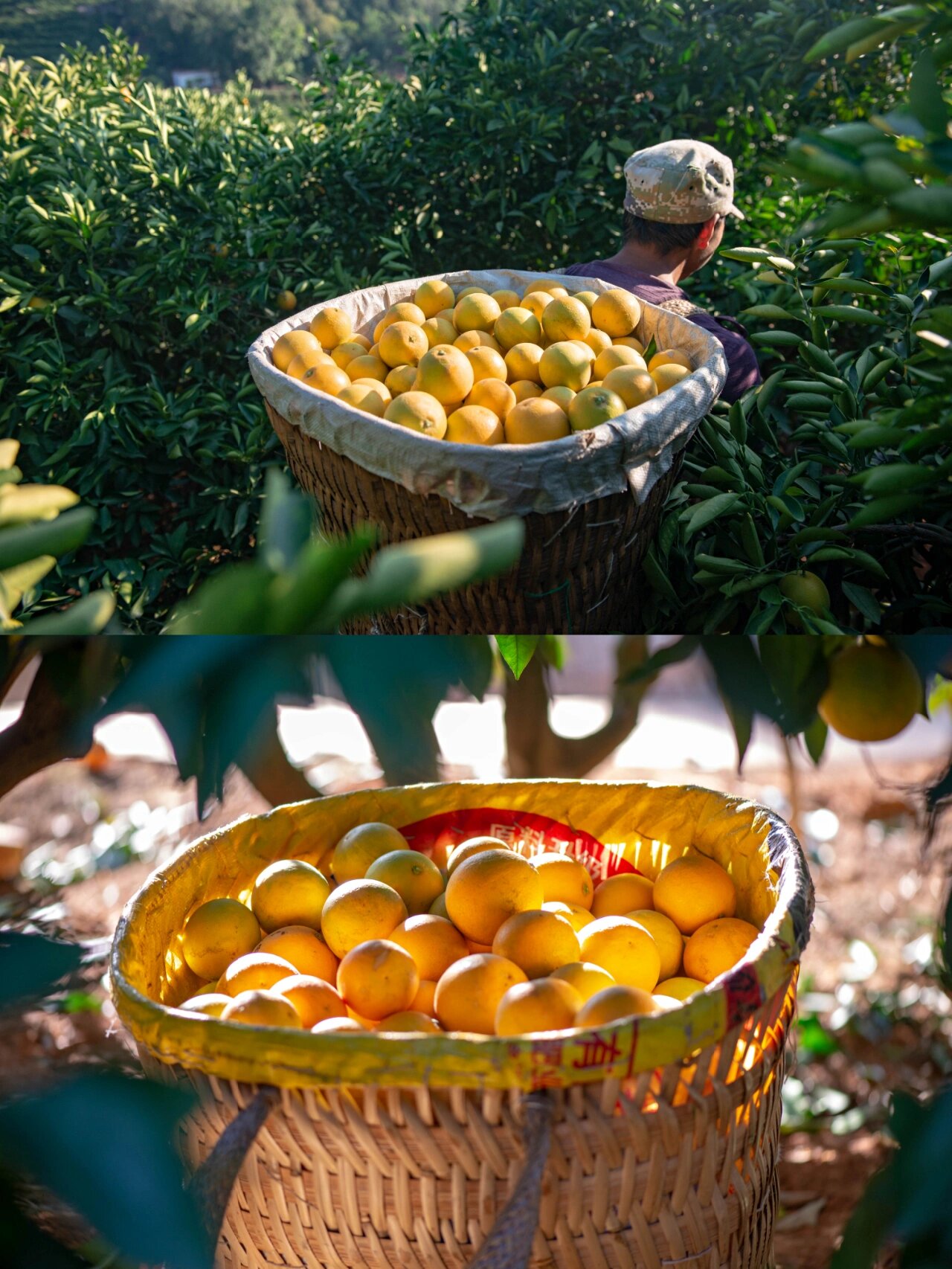 不是所有的冰糖橙都叫褚橙 99褚橙的产地在云南省玉溪市新平县戛洒