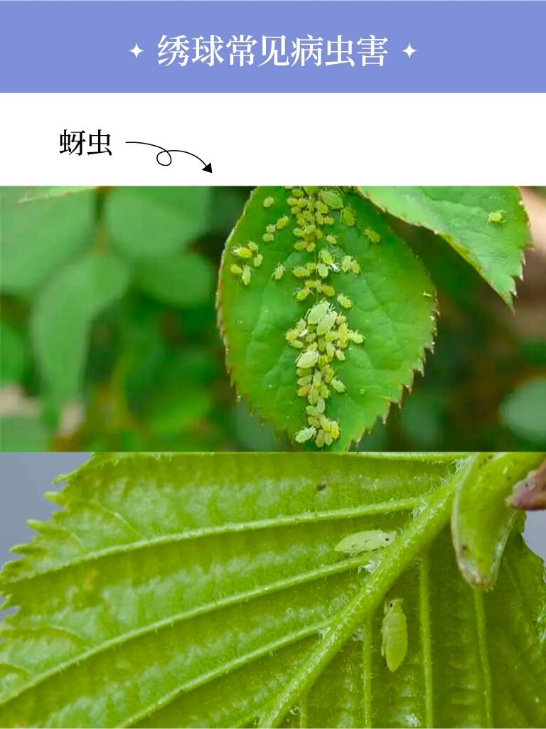 绣球病虫害防治 365天不生病(下)