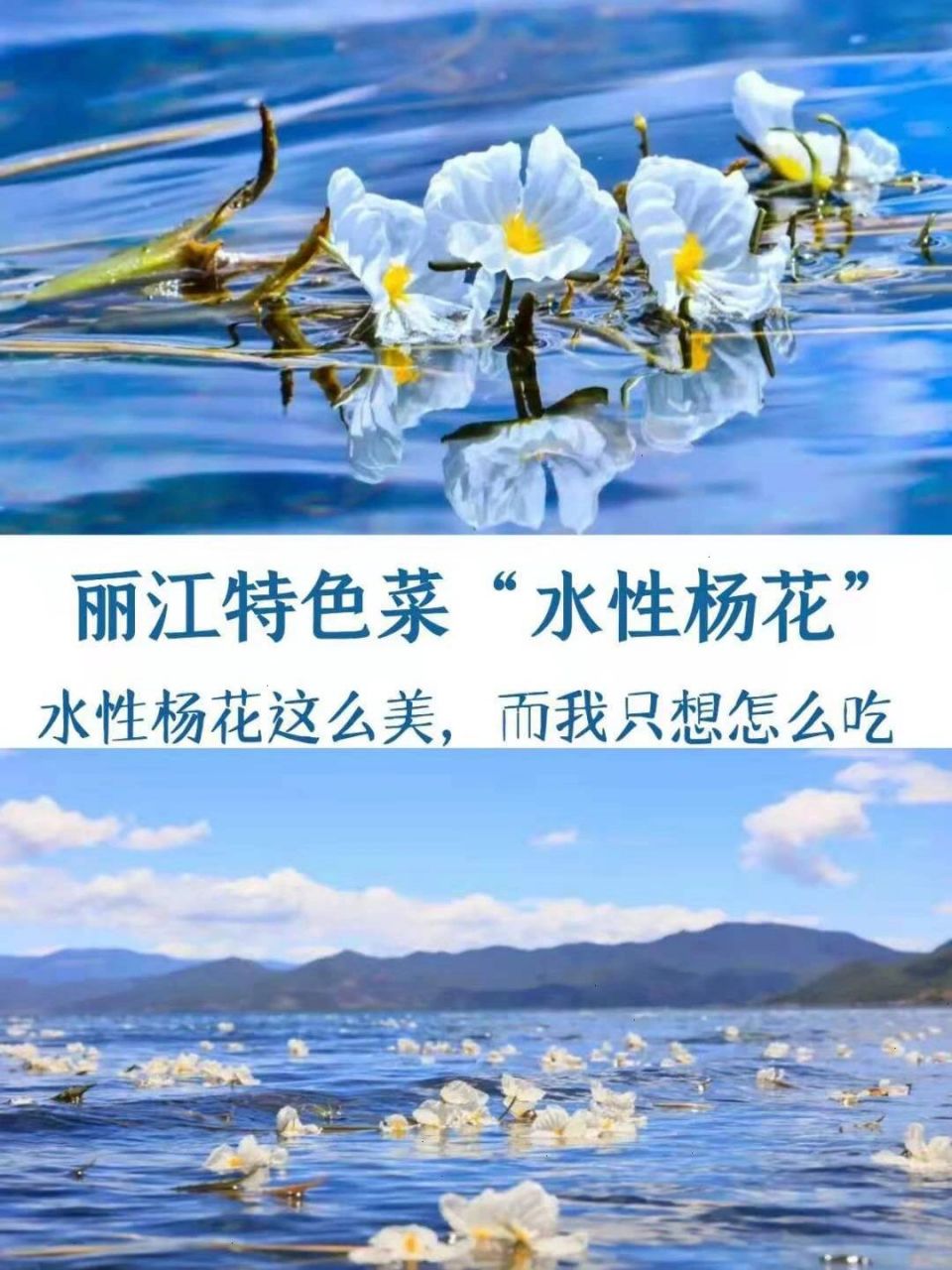 丽江水性杨花是什么菜图片