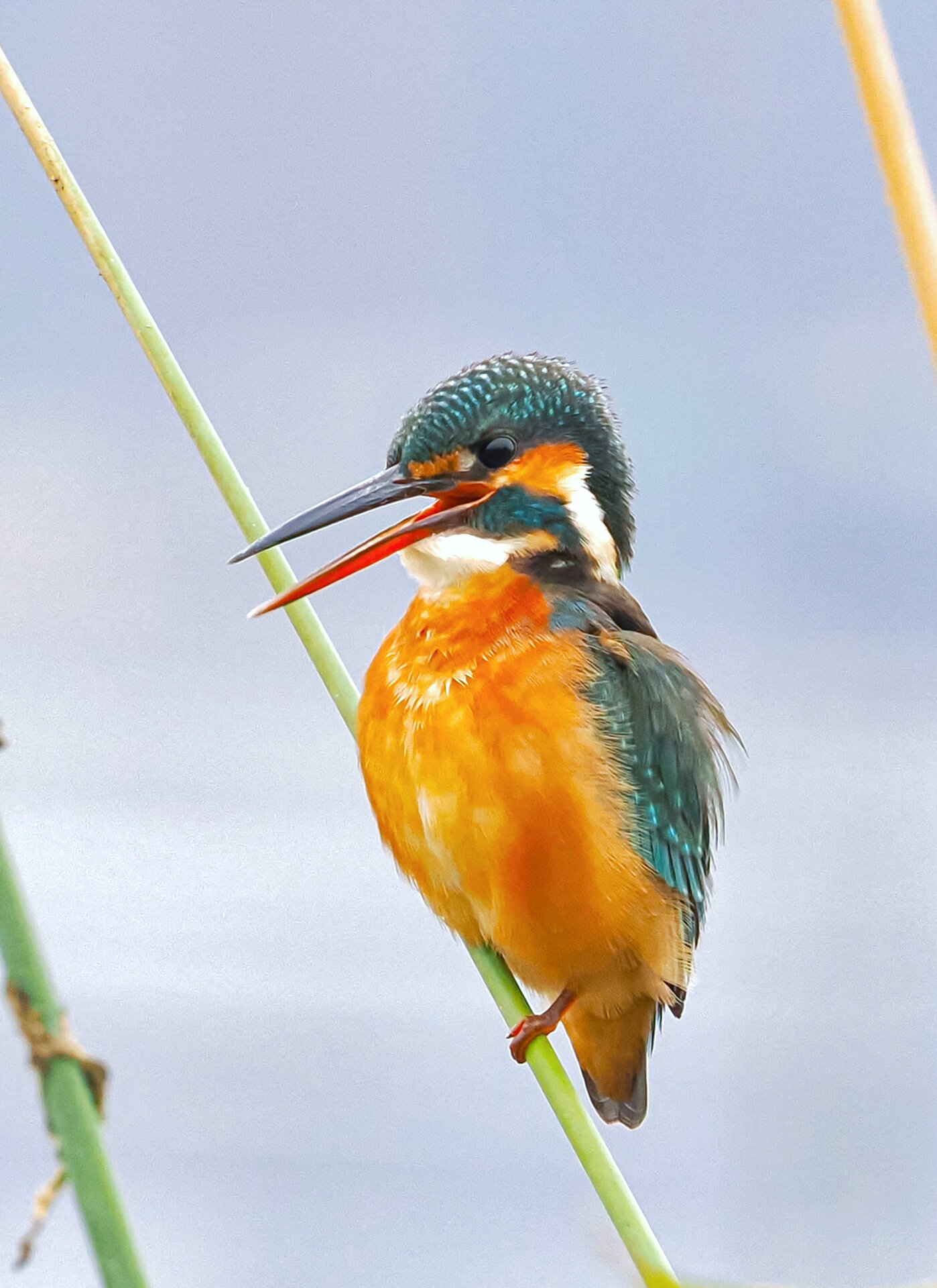 野拍翠鸟(成都兴隆湖芦苇丛中)