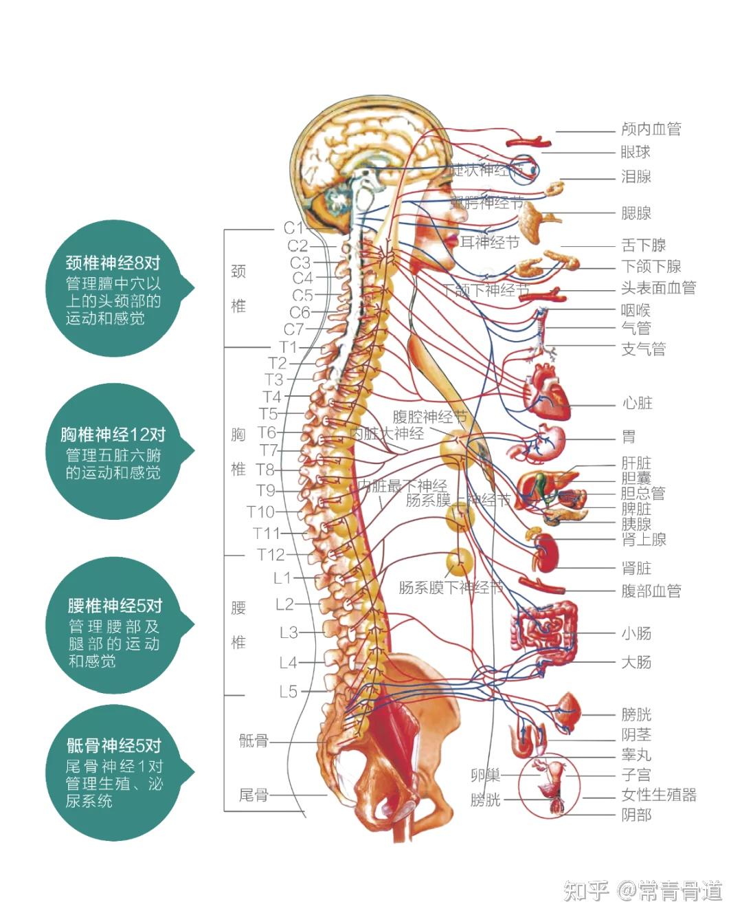 12节胸椎脏腑串联的小能手