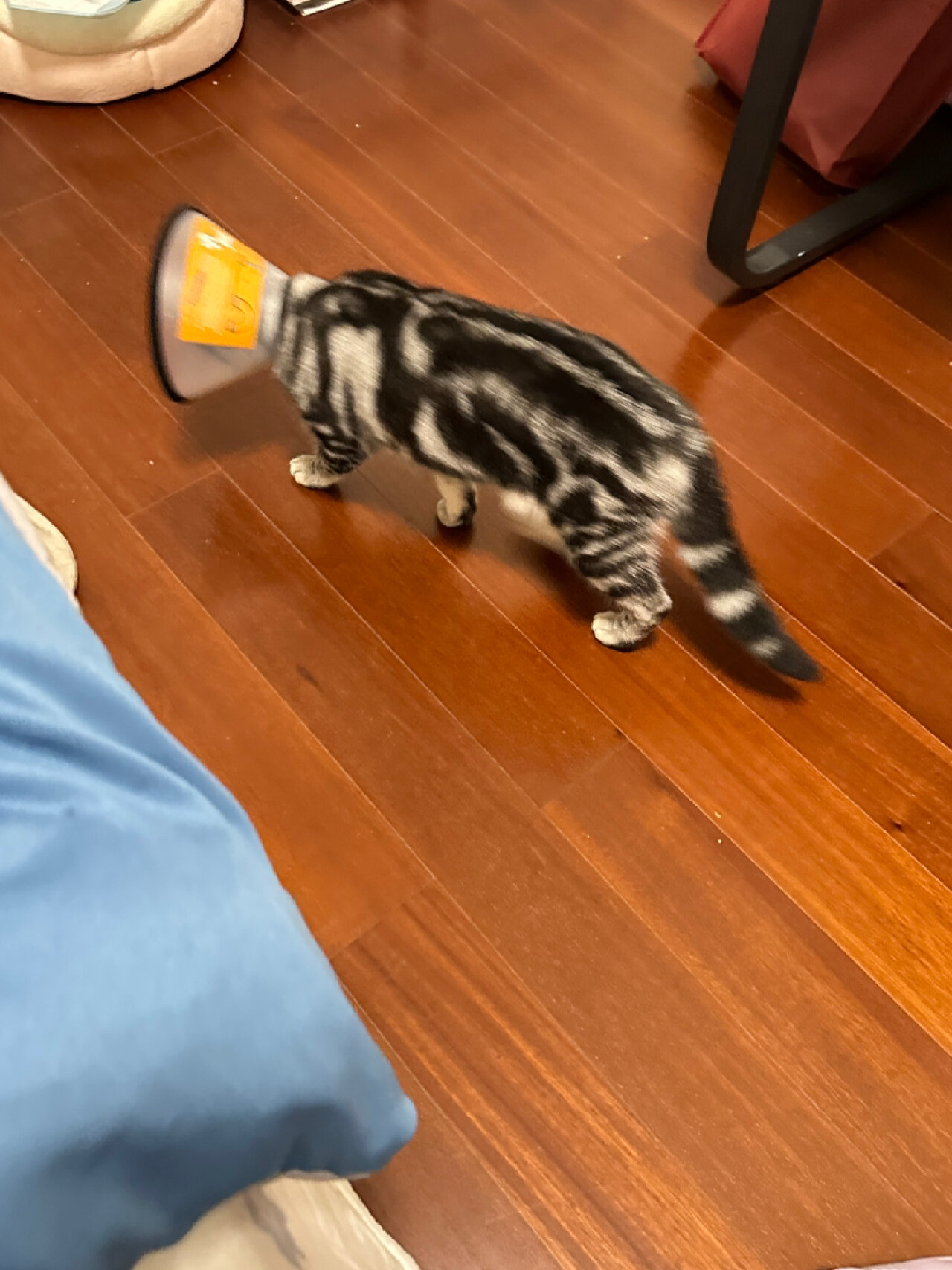猫咪绝育篇 美短母猫8个月,第一次发情7天,才隔了三天又发情,发情期不