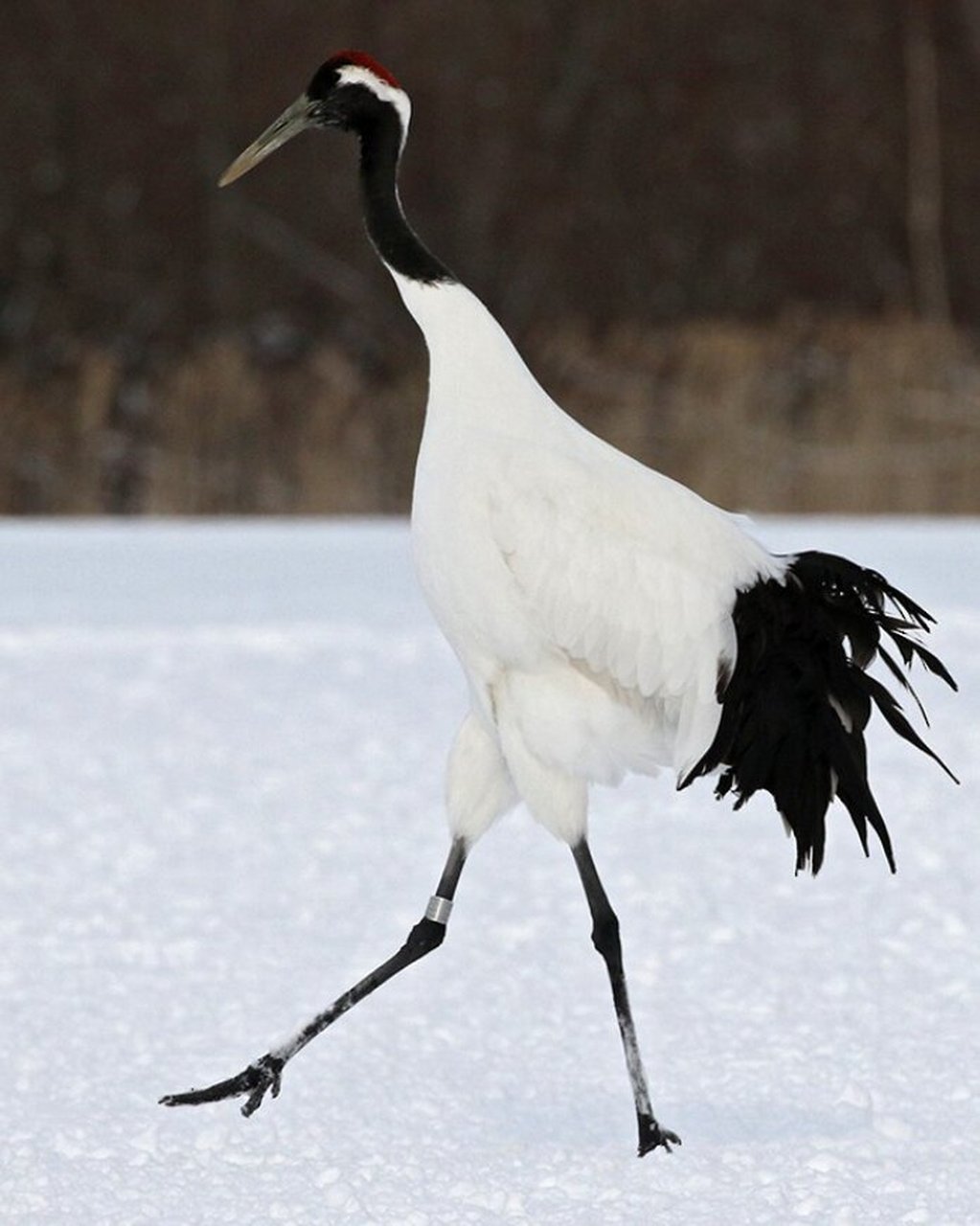 道家仙鹤——丹顶鹤 中文名:丹顶鹤 英文名:red-crowned crane 学名