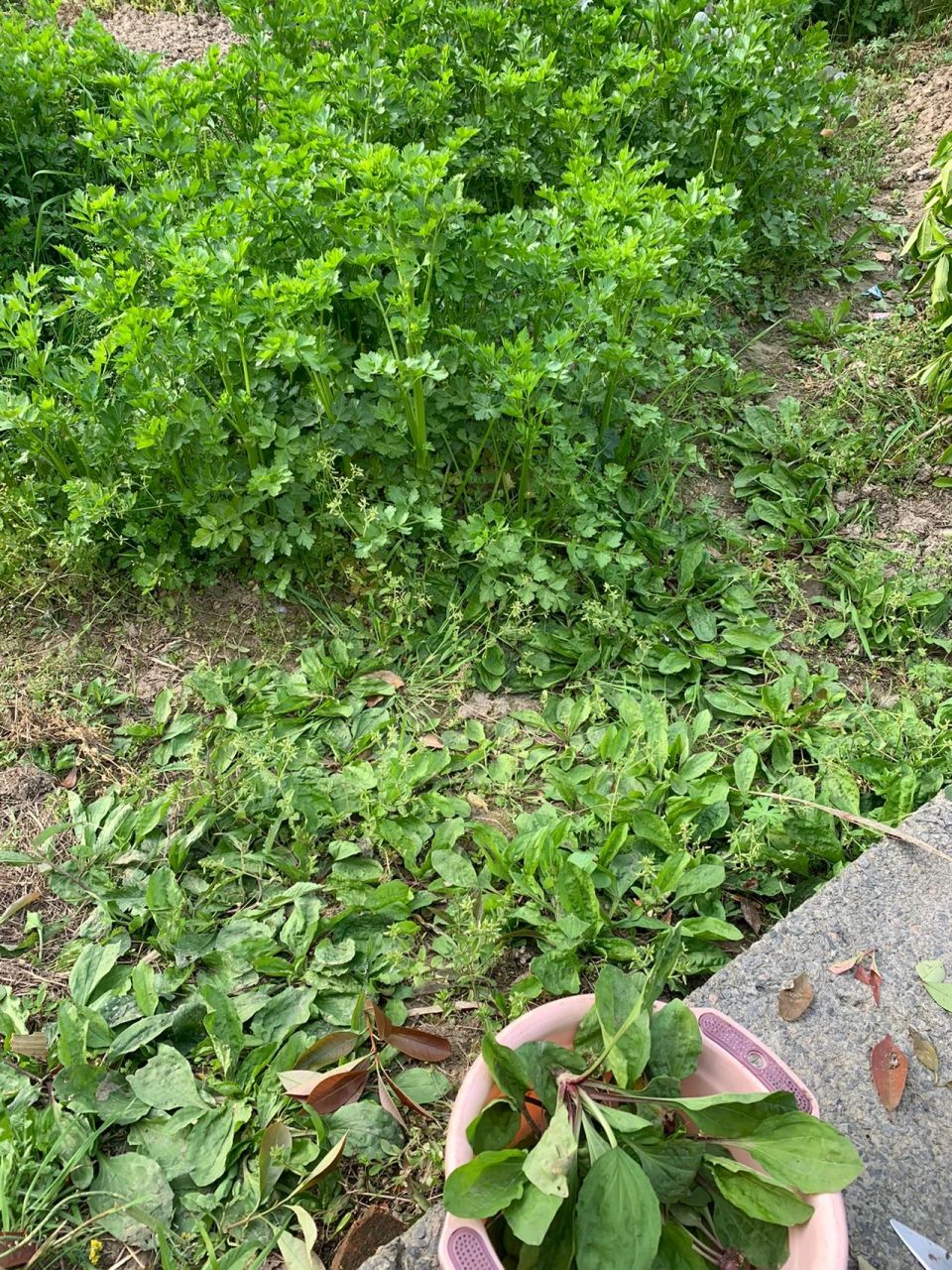 挑点野生观世音草吃吃 清明在家看到菜园有挺多野生观音草,挑一点回去