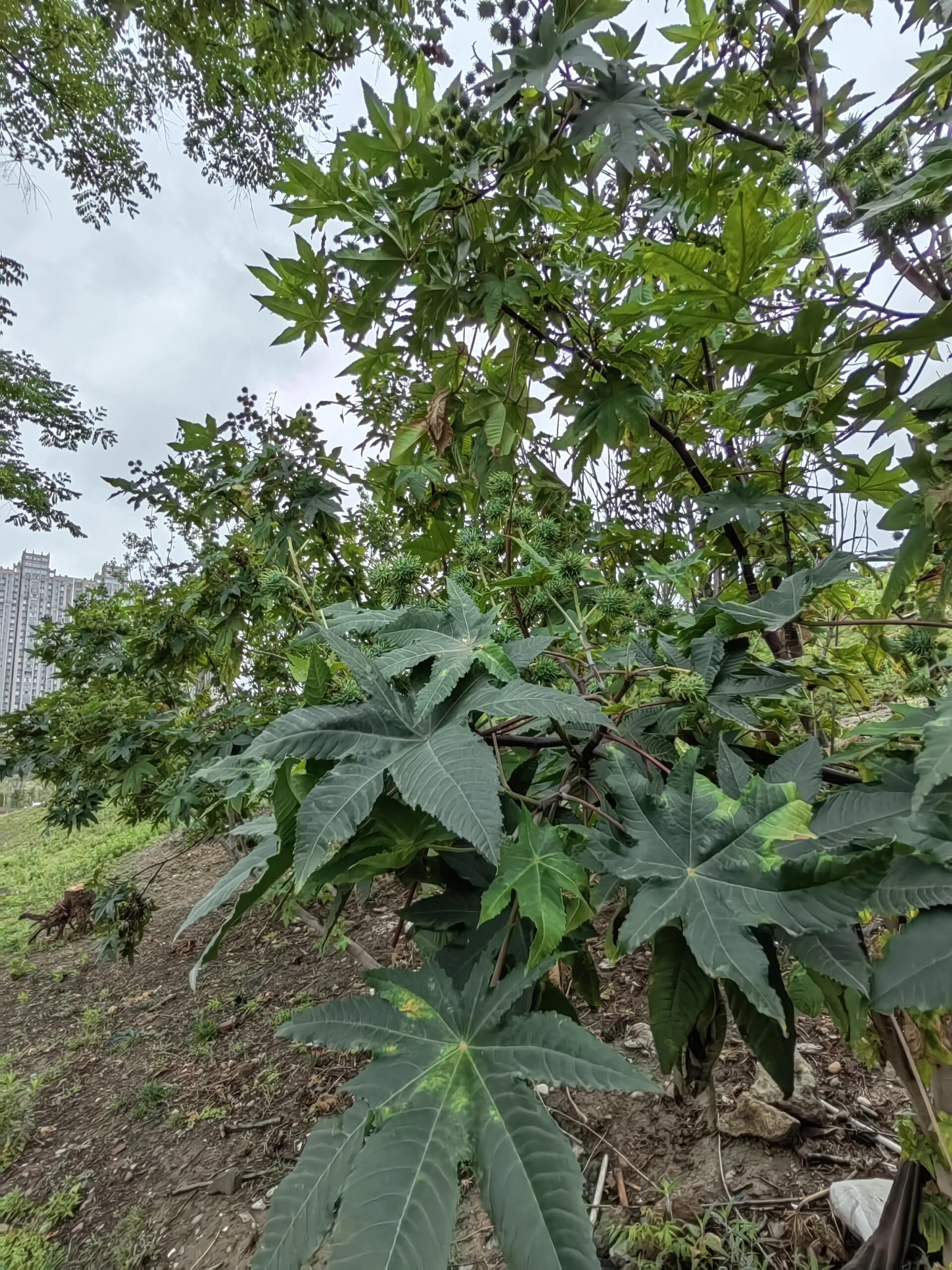 警惕:剧毒植物,这个果子不能吃!