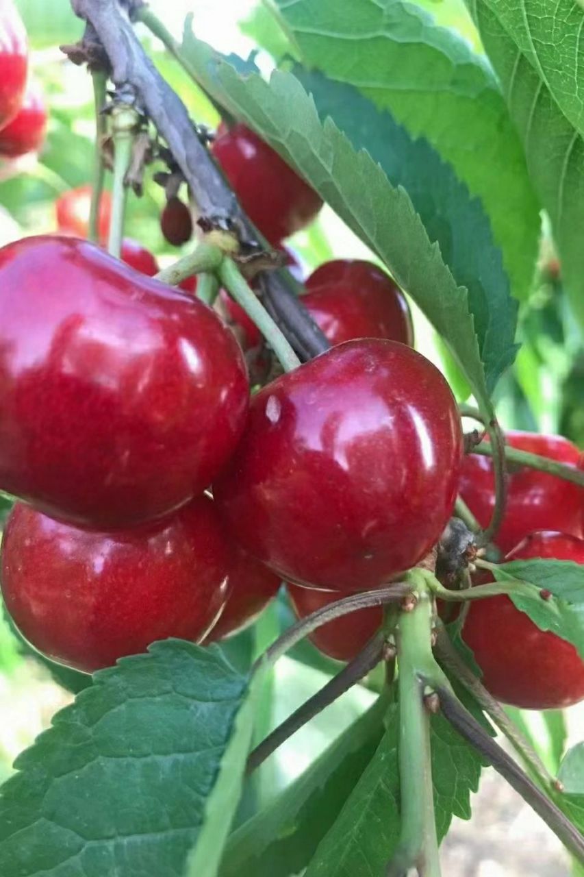 宝子们一定来尝尝我们甘肃天水的大樱桃 自家果园,爸妈种了一辈子水果