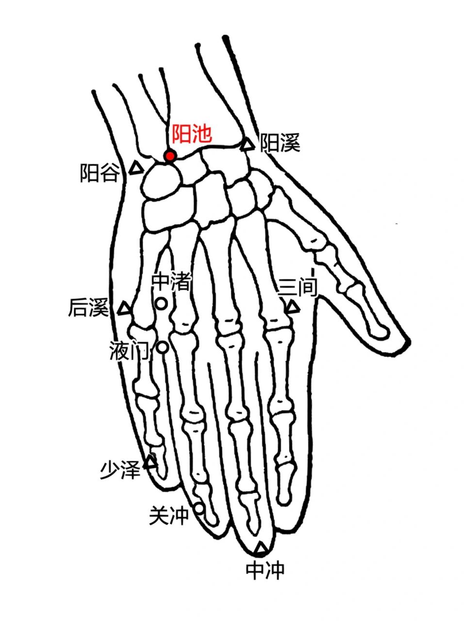 手背三条阳经经络图片