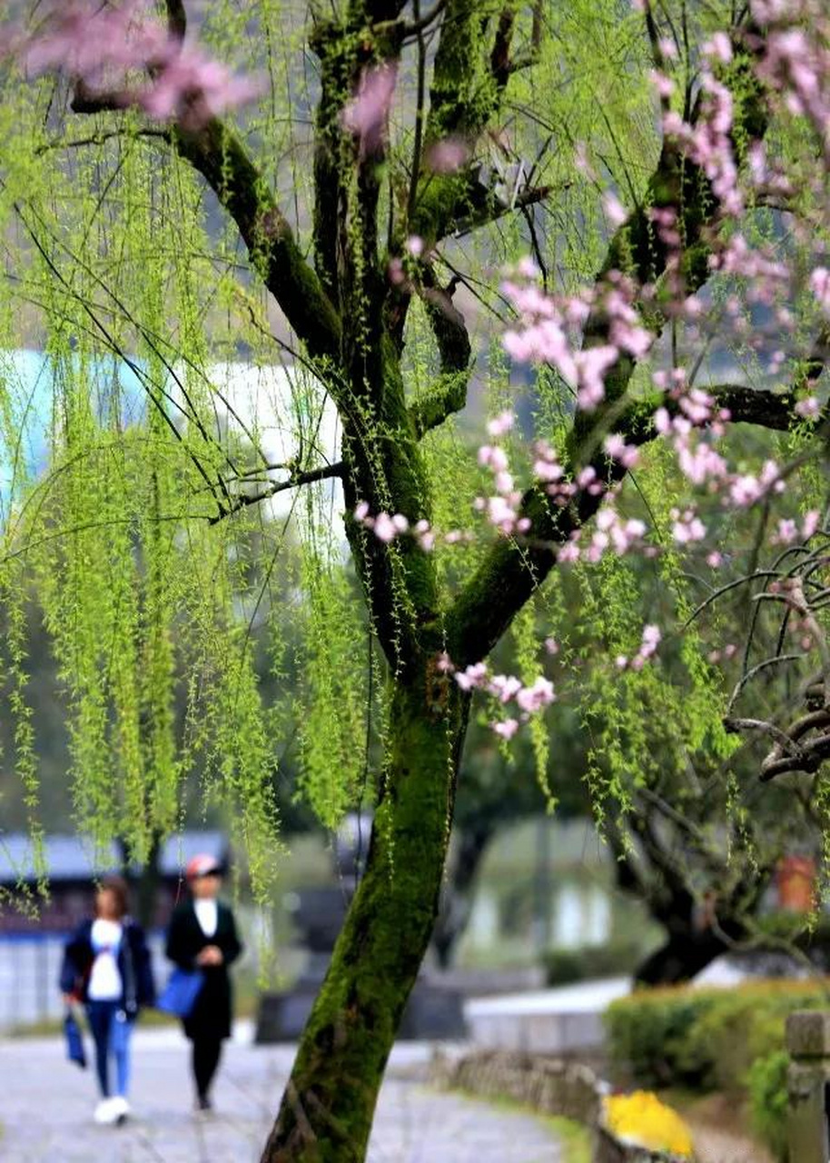 下联:细雨润红花,诚邀上联上联:微风扶绿柳 上联中的"微风"与下联中的