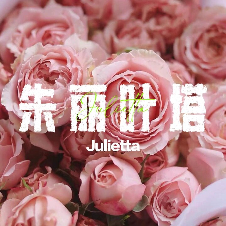 朱丽叶塔-julietta 名称:朱丽叶塔-julietta 类别:切花月季 原产地
