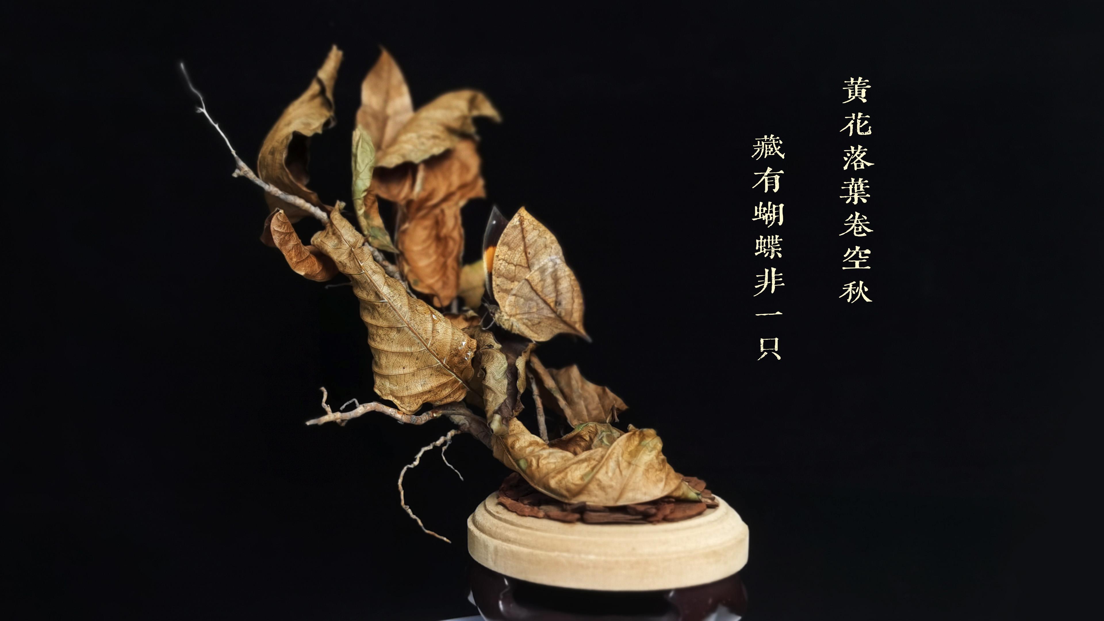 罕见的枯叶蝶标本制作更惊艳的是反差巨大的蝶翅背面