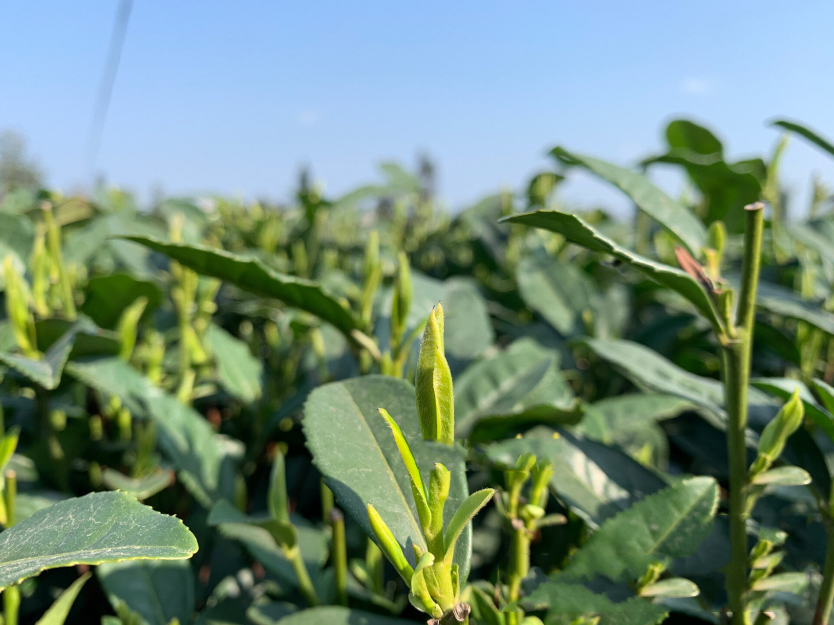 蒙顶甘露为何选用茶品种九号茶叶作为原料 高山九号头采芽,芽型饱满