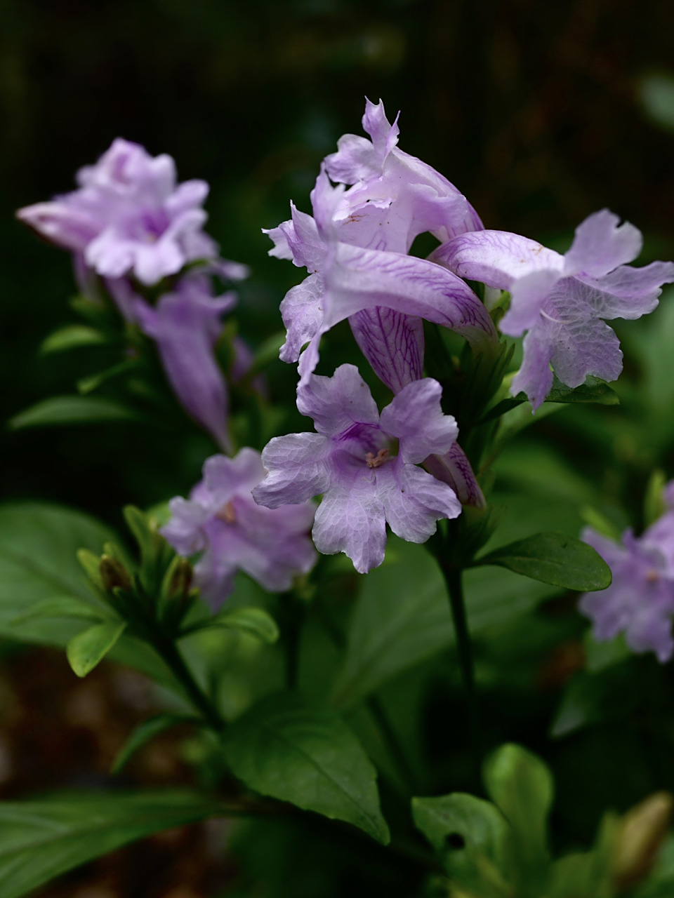 板蓝|马蓝 板蓝,别名马蓝,南板蓝根,爵床科马蓝属草本.