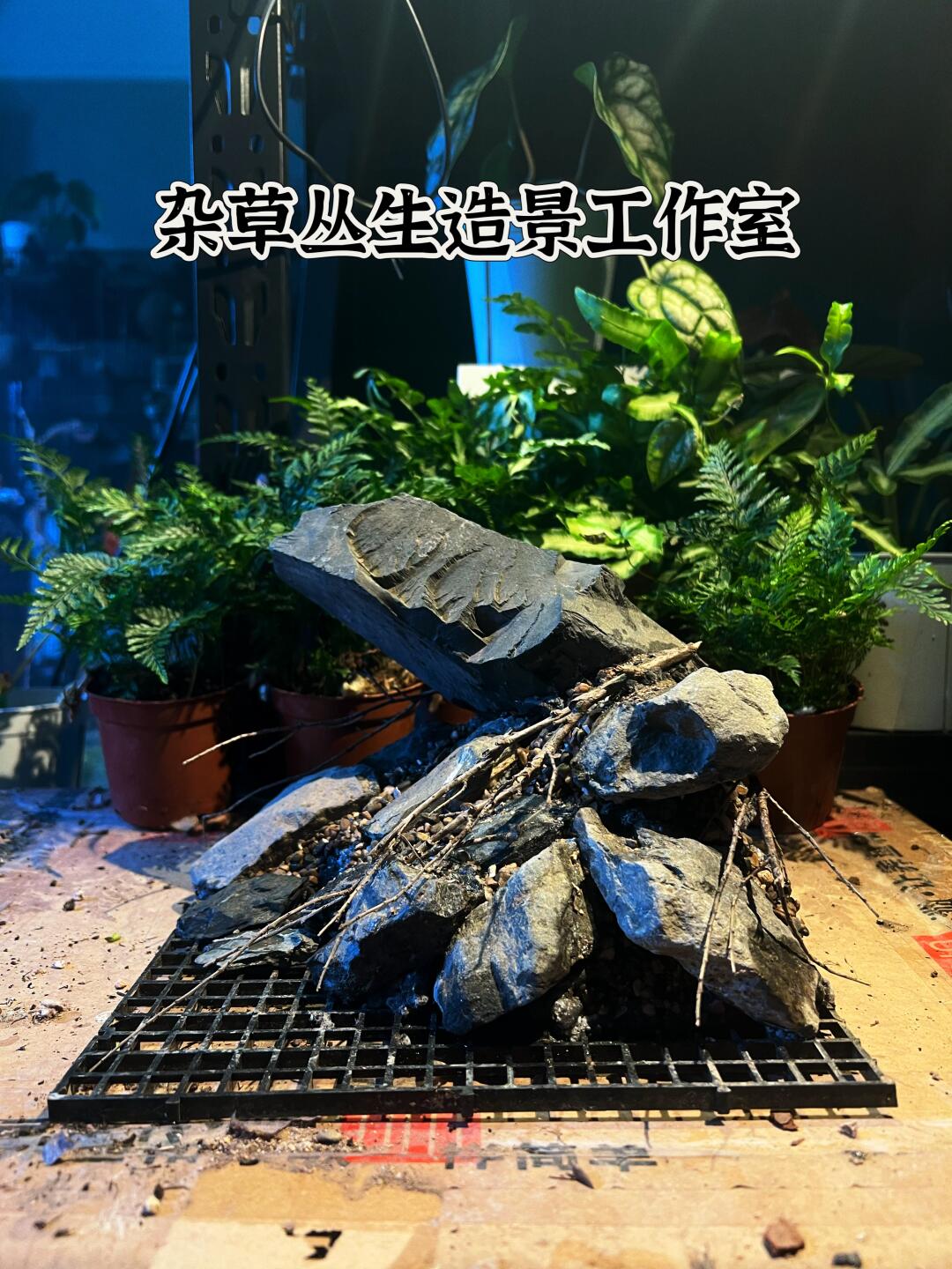 25方缸 虾虎缸造景