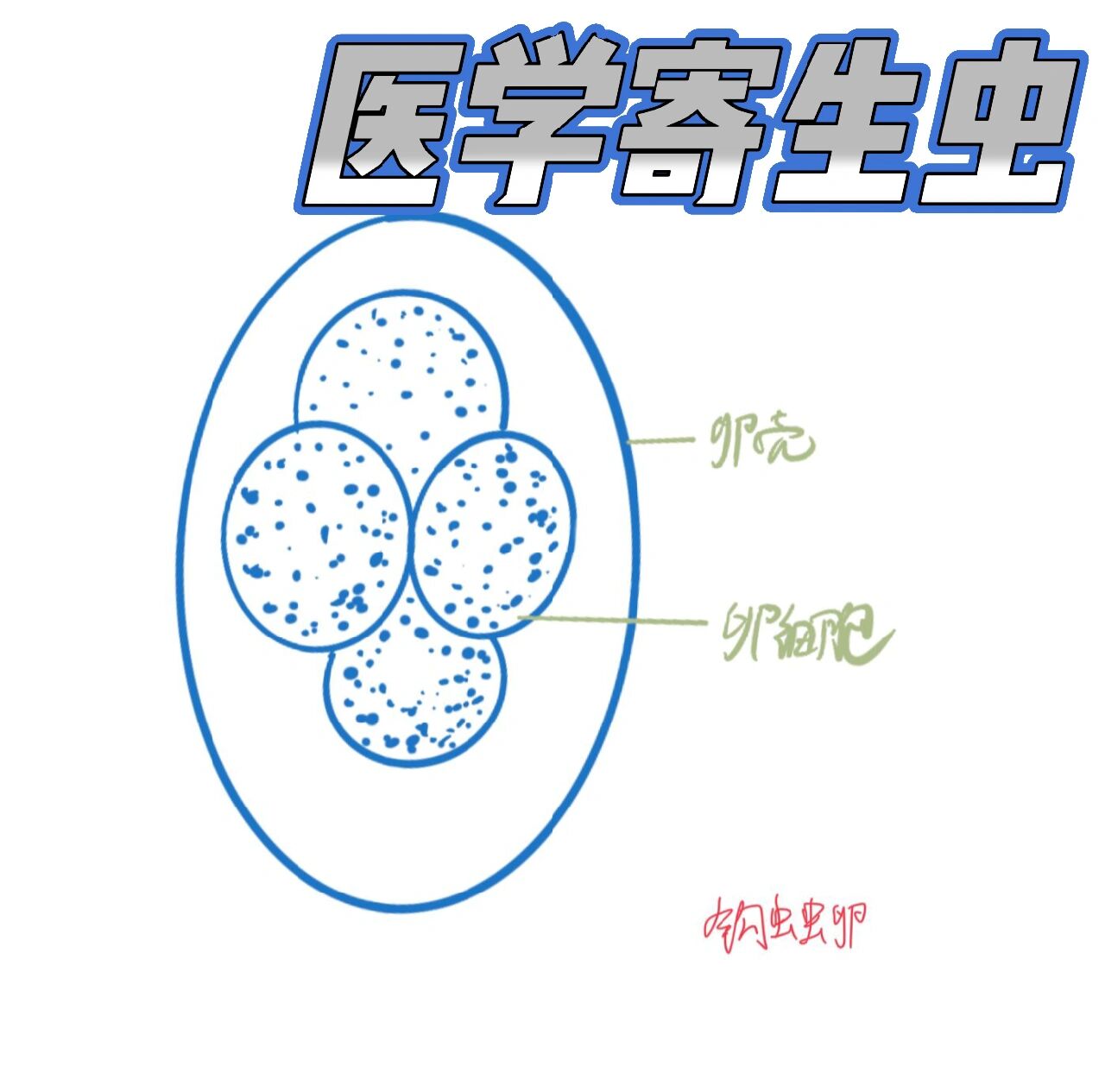 医学寄生虫虫卵手绘 是记录医学学业的小同志