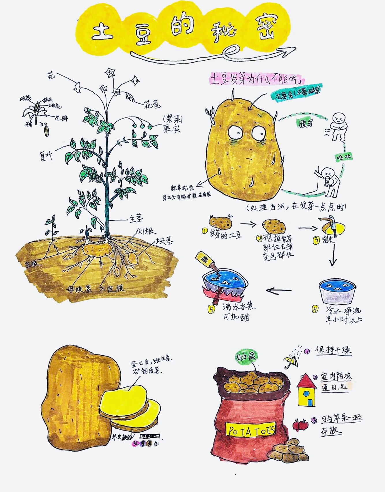 二年级植物手抄报简单图片