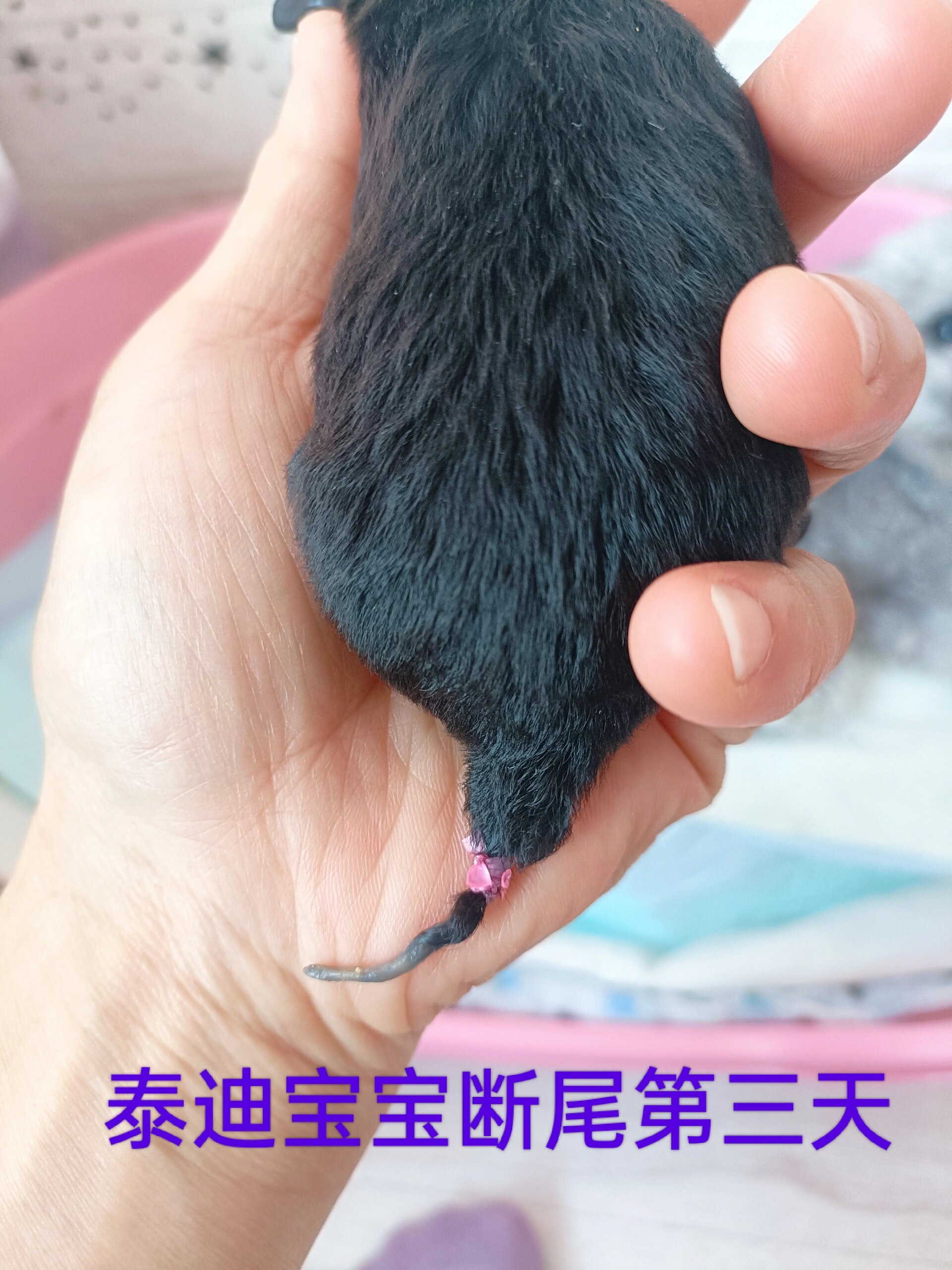 记录灰泰迪宝宝断尾 泰迪宝宝出生三天开始断尾啦,记录了下来.
